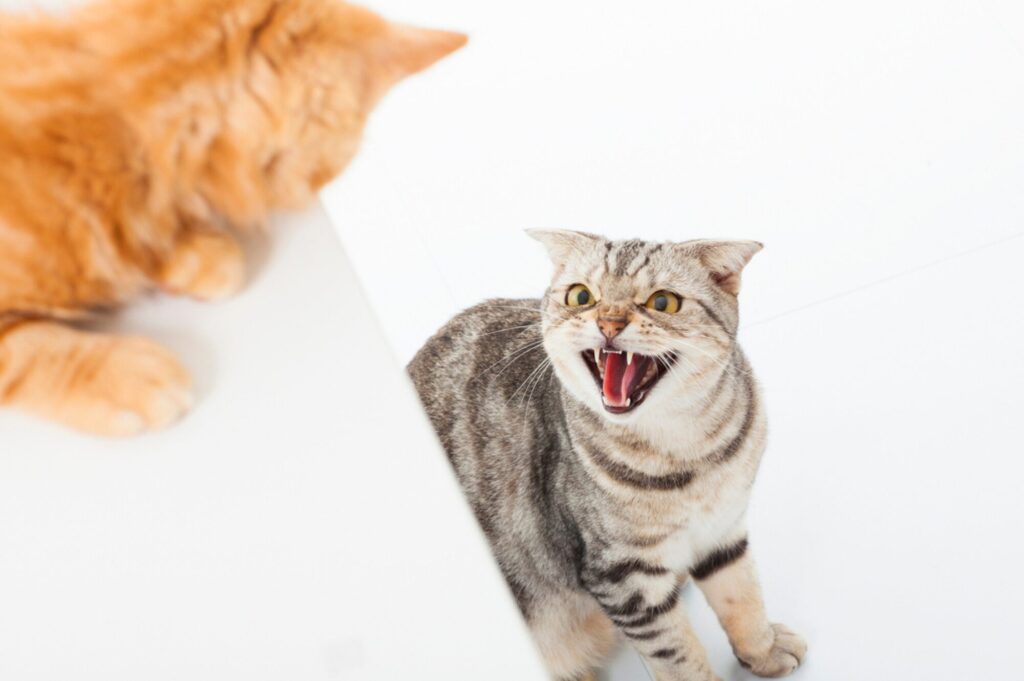 Zwei Katzen in einem Konflikt auf weissem Hintergrund